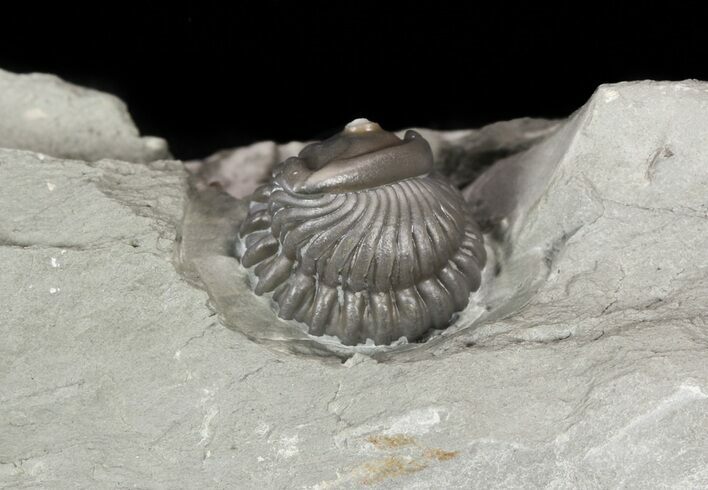 Wide, Enrolled Flexicalymene Trilobite In Shale - Ohio #52198